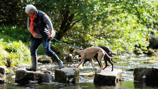 A visitors walking over stepping stones across a river with her dogs at Hardcastle Crags